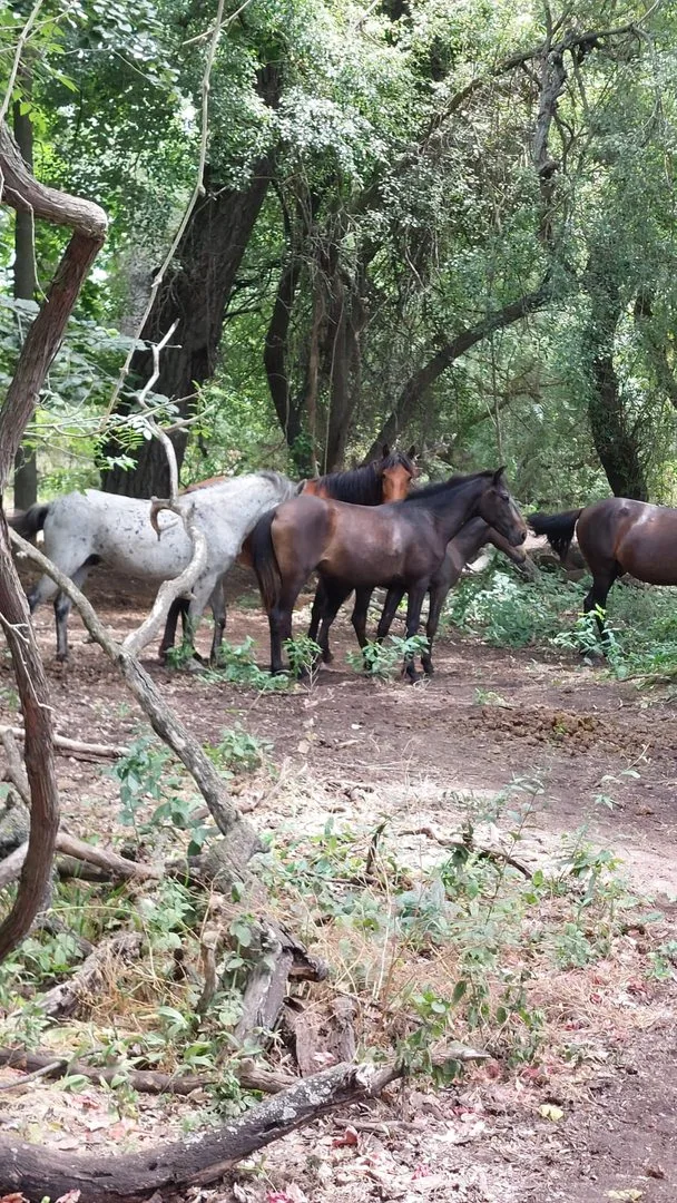 Cai sălbatici în Delta Dunării
