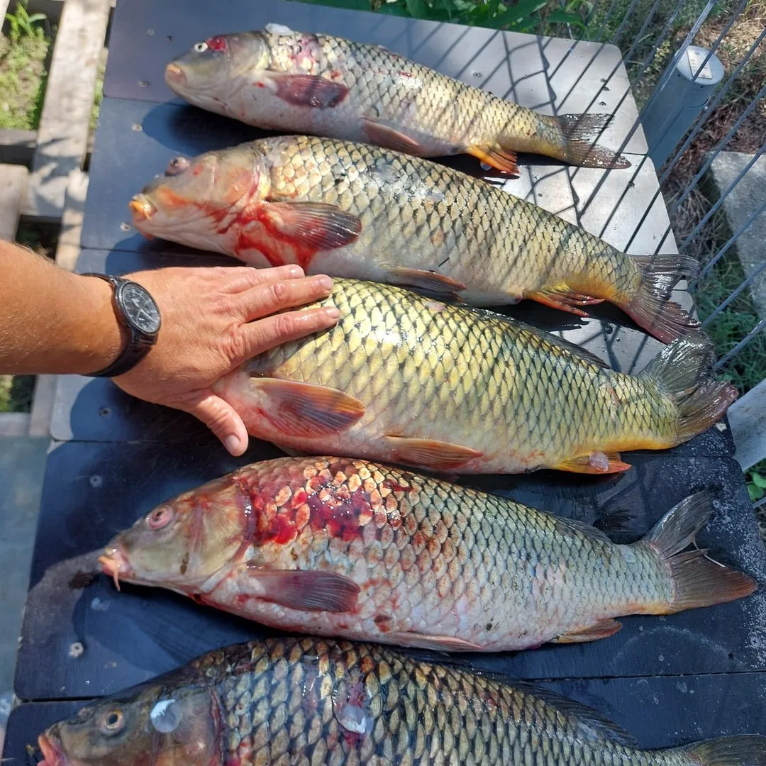 Crap Proaspăt