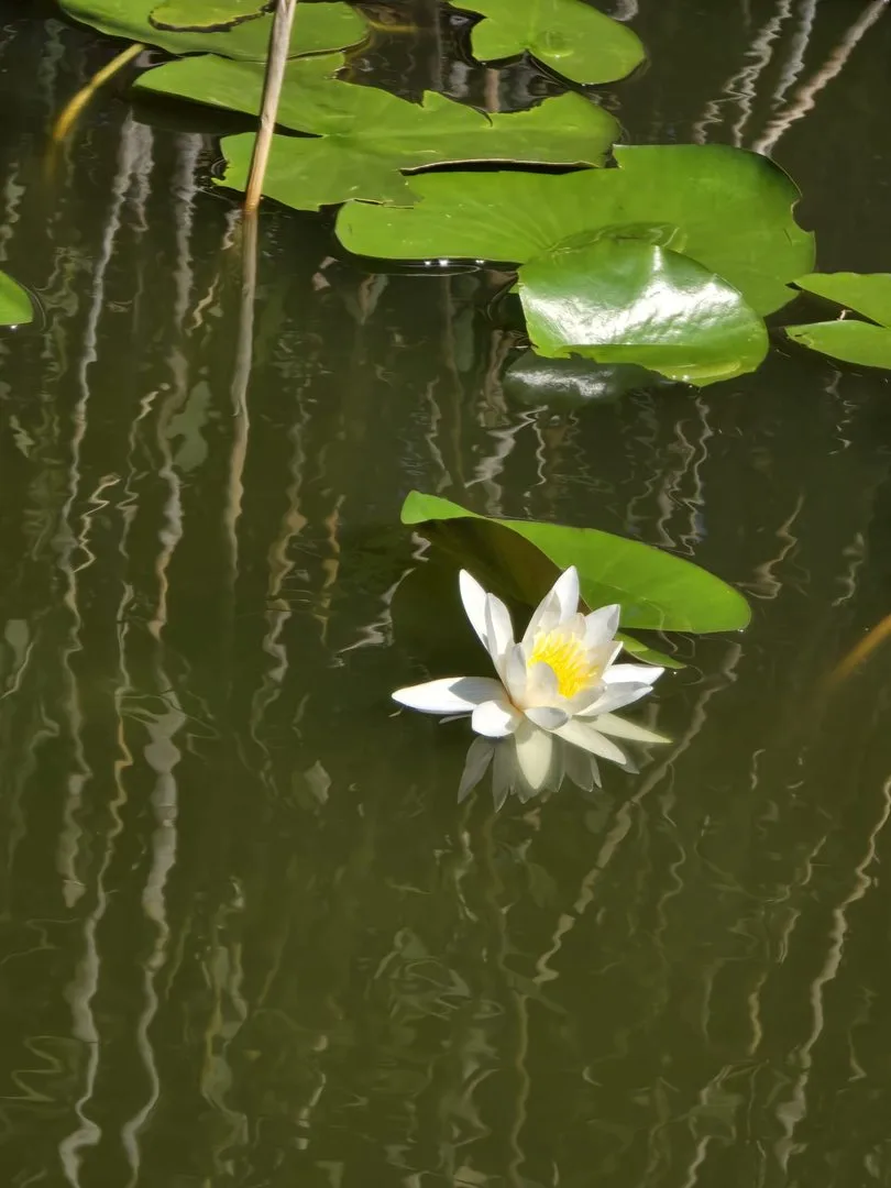 Nufăr alb pe canal