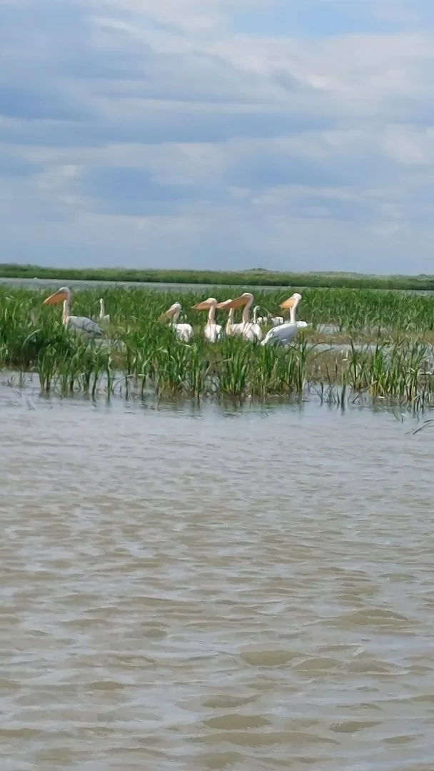 Pelicani în Delta Dunării
